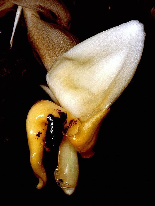 Stanhopea cirrhata orchidee bloem op groene achtergrond.