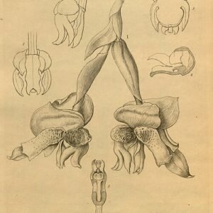 Stanhopea connata orchidee met witte, gele bloemblaadjes en bruine spikkels.