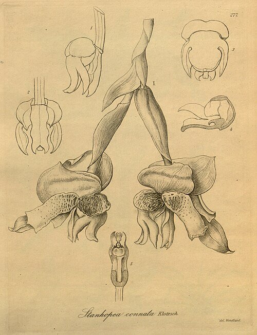 Stanhopea connata orchidee met witte, gele bloemblaadjes en bruine spikkels.