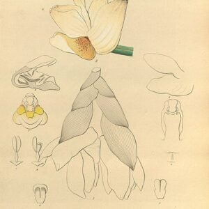 Stanhopea ecornuta orchidee in bloei met gele en bruine bloemblaadjes en unieke hoornachtige lip, tegen groene bladeren.