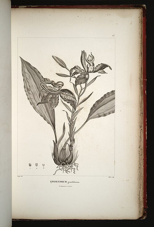 Stanhopea jenischiana orchidee met witte en bruine bloembladeren op botanische illustratie.