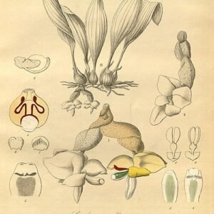 Stanhopea pulla orchidee bloem met paarse en witte bloembladeren en geel centrum.