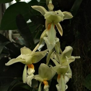 Stanhopea ruckeri orchidee bloem in prachtige paarse en gele kleuren.