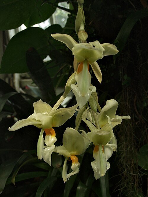 Stanhopea ruckeri orchidee bloem in prachtige paarse en gele kleuren.