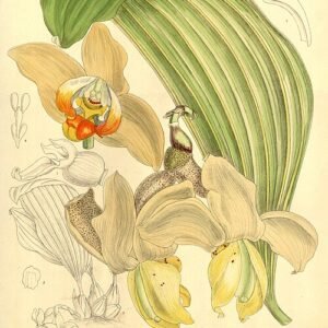 Stanhopea tricornis orchidee met unieke tricornis bloemlip in geel-bruine tinten.