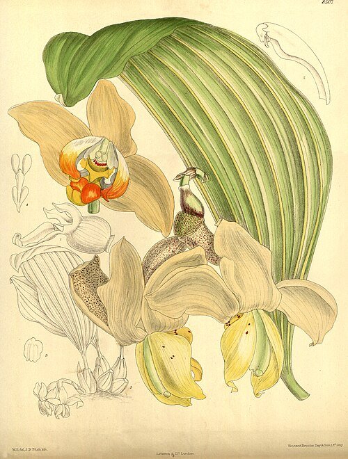 Stanhopea tricornis orchidee met unieke tricornis bloemlip in geel-bruine tinten.