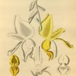 Stanhopea warszewicziana orchidee bloem, wit met gele accenten en gespikkelde lip.