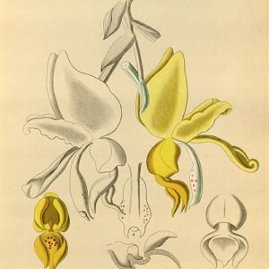 Stanhopea warszewicziana orchidee bloem, wit met gele accenten en gespikkelde lip.