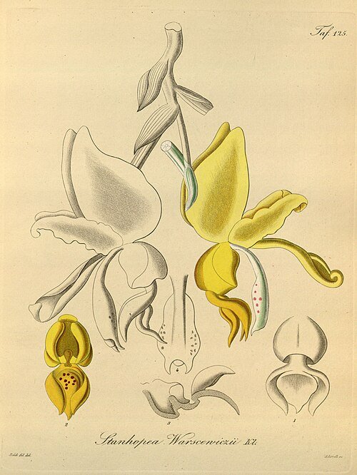 Stanhopea warszewicziana orchidee bloem, wit met gele accenten en gespikkelde lip.