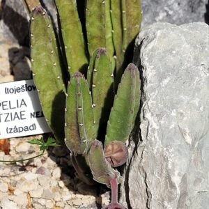 Stapelia bloem met donkerrode bloemblaadjes en witte haartjes.