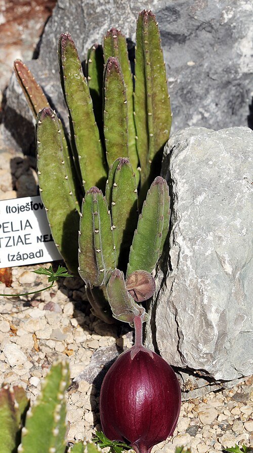 Stapelia bloem met donkerrode bloemblaadjes en witte haartjes.