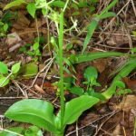 Liparis hawaiensis orchidee met groene en paarse bloemen in tropische omgeving.