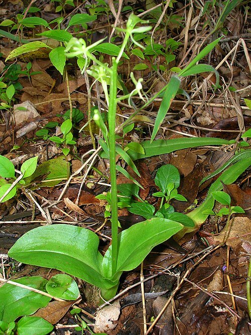 Liparis hawaiensis orchidee met groene en paarse bloemen in tropische omgeving.