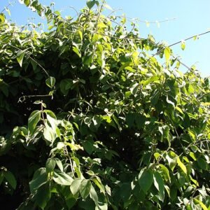 Paarse bloemen van Congea tomentosa tegen groene bladeren.