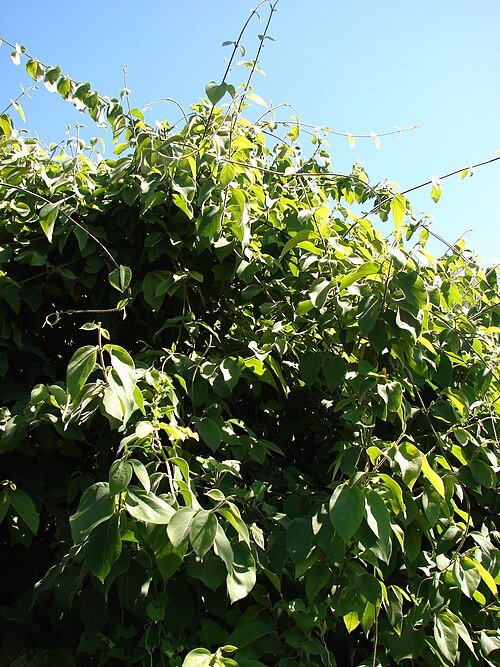 Paarse bloemen van Congea tomentosa tegen groene bladeren.