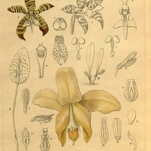 Specklinia tribuloides orchidee met gele bloemen en groene bladeren.