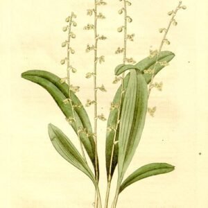 Stelis ophioglossoides orchidee met kleine groene bloemen en bladeren.
