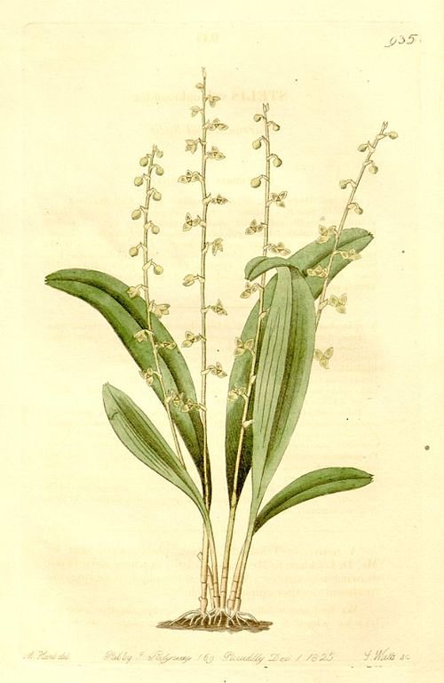 Stelis ophioglossoides orchidee met kleine groene bloemen en bladeren.
