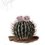Stenocactus met witte doornen op groene stengels tegen heldere achtergrond.