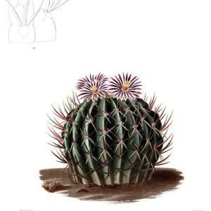 Stenocactus met witte doornen op groene stengels tegen heldere achtergrond.