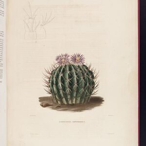 Stenocactus coptonogonus met witte doornen en groene stengel.