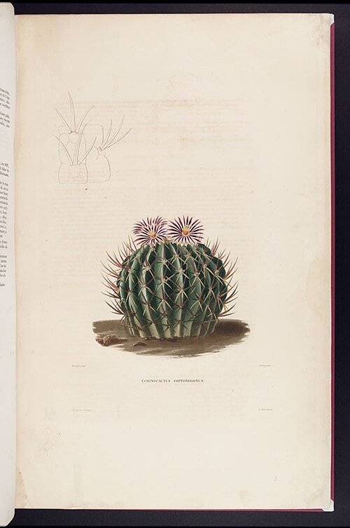 Stenocactus coptonogonus met witte doornen en groene stengel.