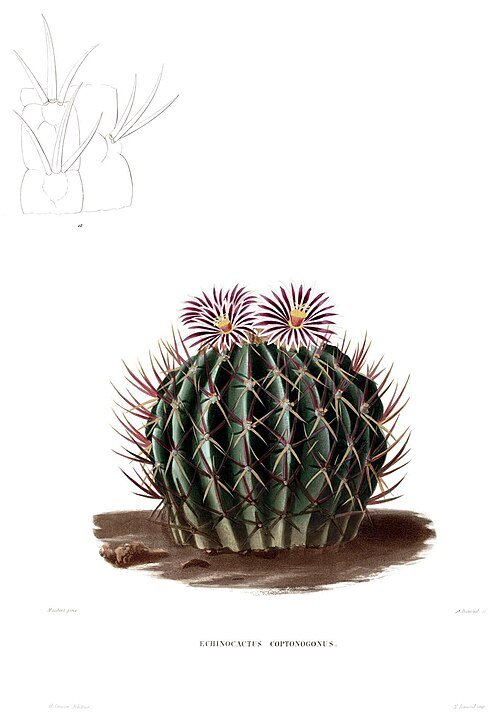 Stenocactus met witte doornen op groene stengels tegen heldere achtergrond.