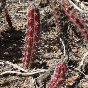 Stenocereus alamosensis cactus met slanke groene stelen en scherpe stekels in natuurlijke woestijnhabitat.