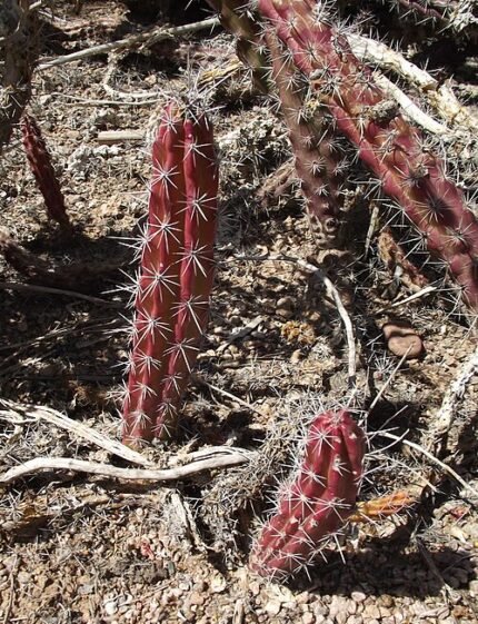 Stenocereus alamosensis cactus met slanke groene stelen en scherpe stekels in natuurlijke woestijnhabitat.