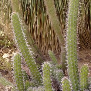 Stenocereus gummosus plant met lange gesteelde stengels bedekt met stekels, groeiend in een woestijntuin.