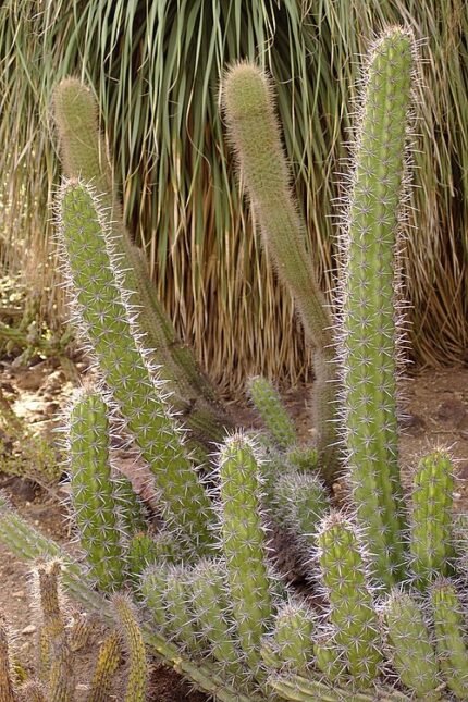 Stenocereus gummosus plant met lange gesteelde stengels bedekt met stekels, groeiend in een woestijntuin.