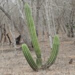 Stenocereus martinezii cactus met lange slanke groene stelen en scherpe stekels.