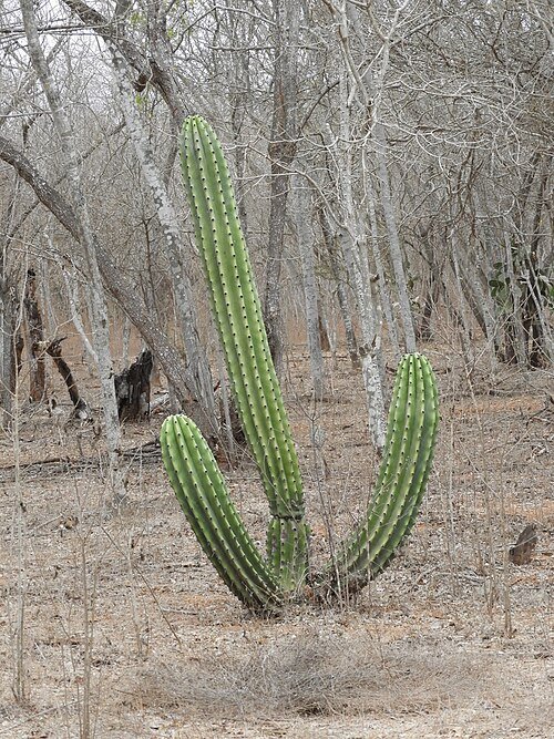 Stenocereus martinezii cactus met lange slanke groene stelen en scherpe stekels.