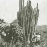 Stenocereus montanus cactus met rode bloemen op natuurlijke achtergrond.