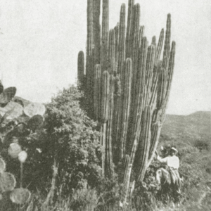 Stenocereus montanus cactus met rode bloemen op natuurlijke achtergrond.