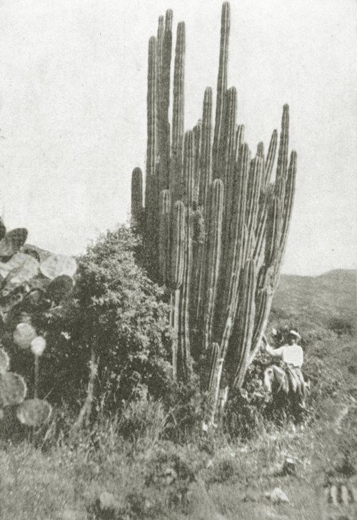 Stenocereus montanus cactus met rode bloemen op natuurlijke achtergrond.