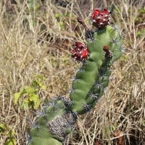 Stenocereus standleyi cactus met lange groene stelen, scherpe doornen en witte bloemen.