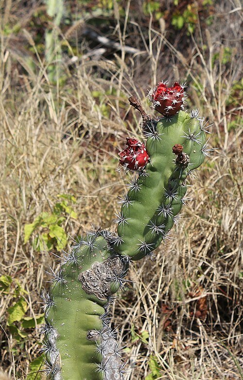Stenocereus standleyi cactus met lange groene stelen, scherpe doornen en witte bloemen.
