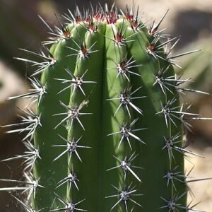 Stenocereus stellatus cactus met lange stekelige stelen, witte bloemen en donkergroene kleur.