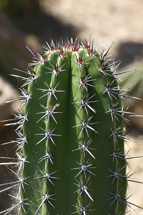 Stenocereus stellatus cactus met lange stekelige stelen, witte bloemen en donkergroene kleur.