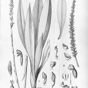 Gomphichis plant met lancetvormige bladeren en witte bloemen in botanische illustratie.
