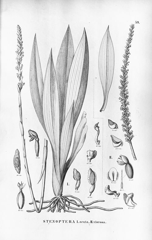 Gomphichis plant met lancetvormige bladeren en witte bloemen in botanische illustratie.