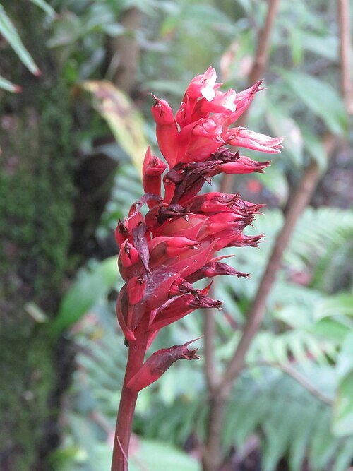 White-spotted Stenorrhynchos orchid with green leaves on neutral background.
