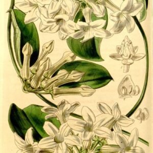 Stephanotis floribunda bloemen in close-up weergave met witte bloemblaadjes.