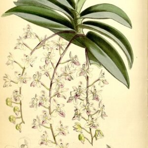 Witte bloemen en groene bladeren van de Stereochilus plant tegen neutrale achtergrond.