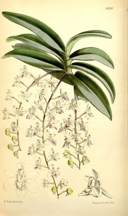 Witte bloemen en groene bladeren van de Stereochilus plant tegen neutrale achtergrond.