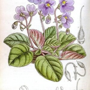 Saintpaulia (Afrikaantje binnen) bloeit met paarse bloemen op groen blad.