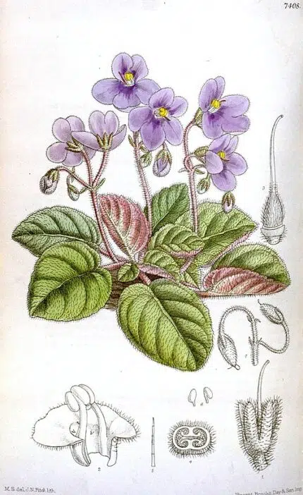 Saintpaulia (Afrikaantje binnen) bloeit met paarse bloemen op groen blad.