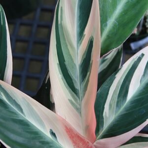 Prachtige Stromanthe thalia met levendige bladkleuren en unieke tekening.