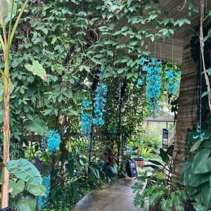 Strongylodon macrobotrys plant in Tropical Dream Center on Okinawa Island.